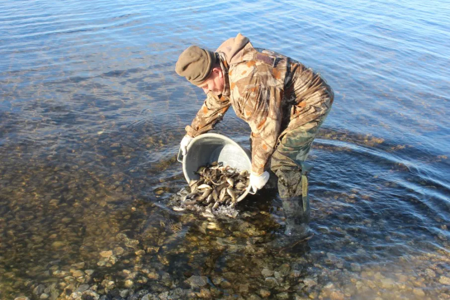 Общественные обсуждения по объекту государственной экологической экспертизы: «Материалы, обосновывающие общий допустимый улов водных биологических ресурсов в Чебоксарском водохранилище (в границах Нижегородской области, Республики Марий Эл и Чувашской Республики) и водных объектах, расположенных в границах Нижегородской области, на 2027 год (с оценкой воздействия на окружающую среду)»